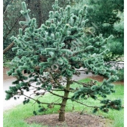 nasiona Sosna oścista Pinus aristata szt5 Fore78