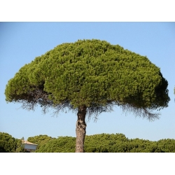 nasiona Sosna pinia Pinus szt5 Fore101