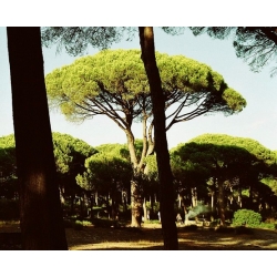 nasiona Sosna pinia Pinus szt5 Fore101