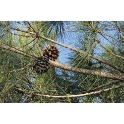 nasiona Sosna pinia Pinus szt5 Fore101