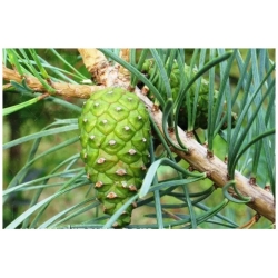 nasiona Sosna pospolita Pinus szt5 Fore8