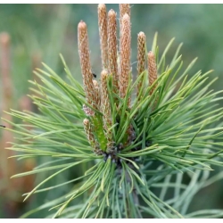 nasiona Sosna pospolita Pinus szt5 Fore8