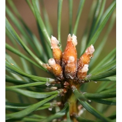 nasiona Sosna pospolita Pinus szt5 Fore8