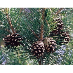 nasiona Sosna pospolita Pinus szt5 Fore8