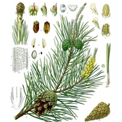 nasiona Sosna pospolita Pinus szt5 Fore8