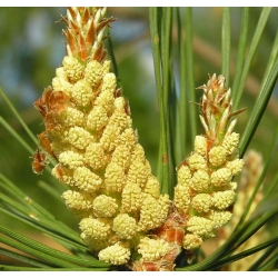 nasiona Sosna pospolita Pinus szt5 Fore8