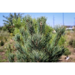 nasiona Sosna rumelijska Pinus szt5 Fore99