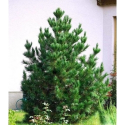 nasiona Sosna rumelijska Pinus szt5 Fore99