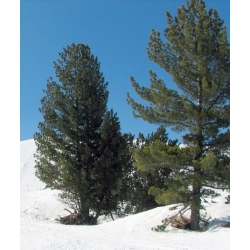 nasiona Sosna rumelijska Pinus szt5 Fore99
