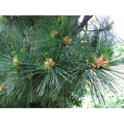 nasiona Sosna rumelijska Pinus szt5 Fore99