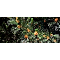 nasiona Sosna rumelijska Pinus szt5 Fore99