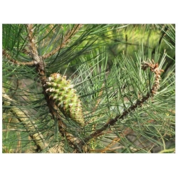 nasiona Sosna sękata Pinus szt5 Fore80