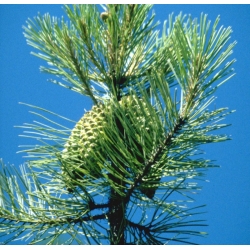 nasiona Sosna sękata Pinus szt5 Fore80