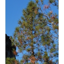 nasiona Sosna sękata Pinus szt5 Fore80