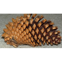 nasiona Sosna sękata Pinus szt5 Fore80