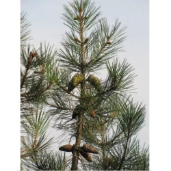 nasiona Sosna sękata Pinus szt5 Fore80