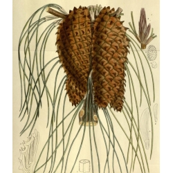 nasiona Sosna sękata Pinus szt5 Fore80