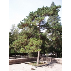 nasiona Sosna Thunberga Pinus szt5 Fore108