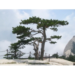 nasiona Sosna Thunberga Pinus szt5 Fore108