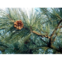 nasiona Sosna Thunberga Pinus szt5 Fore108