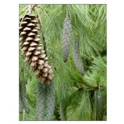 nasiona Sosna wejmutka Pinus szt5 Fore7