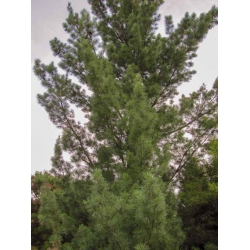 nasiona Sosna wejmutka Pinus szt5 Fore7