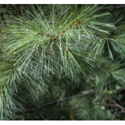 nasiona Sosna wejmutka Pinus szt5 Fore7