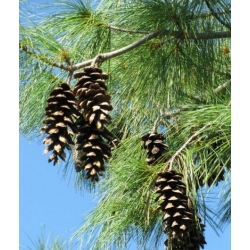 nasiona Sosna wejmutka Pinus szt5 Fore106