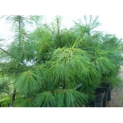 nasiona Sosna wejmutka Pinus szt5 Fore106