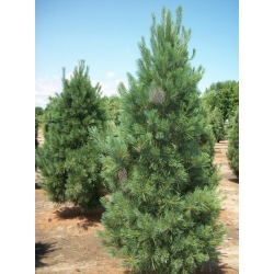 nasiona Sosna wejmutka Pinus szt5 Fore106