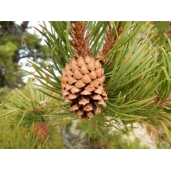 nasiona Sosna wydmowa Pinus szt5 Fore84