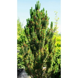 nasiona Sosna wydmowa Pinus szt5 Fore84