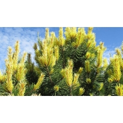 nasiona Sosna wydmowa Pinus szt5 Fore84