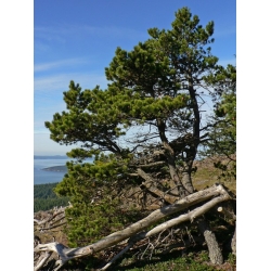 nasiona Sosna wydmowa Pinus szt5 Fore84