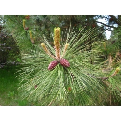 nasiona Sosna żółta Pinus szt5 Fore102