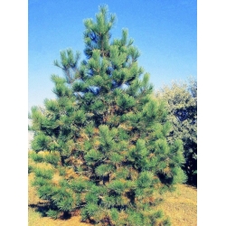 nasiona Sosna żółta Pinus szt5 Fore102