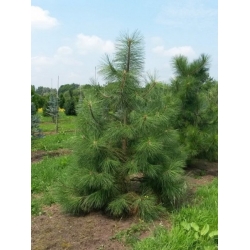 nasiona Sosna żółta Pinus szt5 Fore102