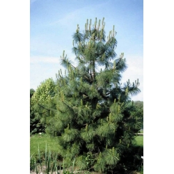 nasiona Sosna żółta Pinus szt5 Fore102