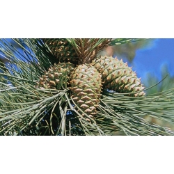 nasiona Sosna żółta Pinus szt5 Fore102