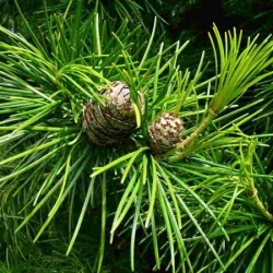 nasiona Sośnica japońska Sciadopitys szt5 Fore113