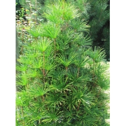 nasiona Sośnica japońska Sciadopitys szt5 Fore113