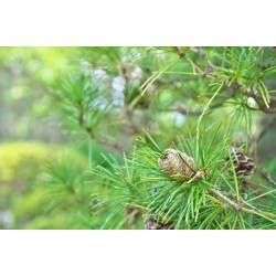 nasiona Sośnica japońska Sciadopitys szt5 Fore113