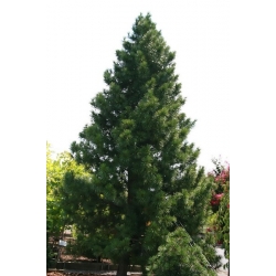 nasiona Sośnica japońska Sciadopitys szt5 Fore113