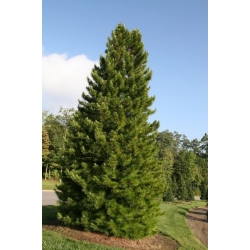 nasiona Sośnica japońska Sciadopitys szt5 Fore113