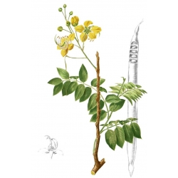 nasiona Strączyniec Cassia szt5 Fore165