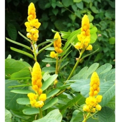 nasiona Strączyniec Cassia szt5 Fore165