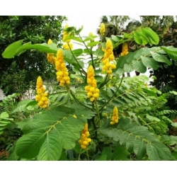 nasiona Strączyniec Cassia szt5 Fore165