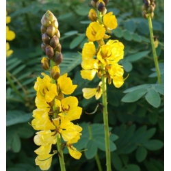 nasiona Strączyniec Cassia szt5 Fore165