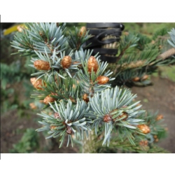 nasiona Świerk ajański Picea szt5 Fore64