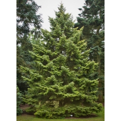 nasiona Świerk ajański Picea szt5 Fore64